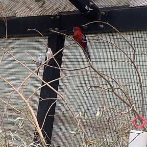 Oct. 2021- Crimson rosella and Budgerigars