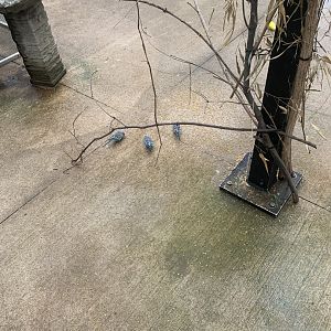 Oct. 2021- Budgerigars