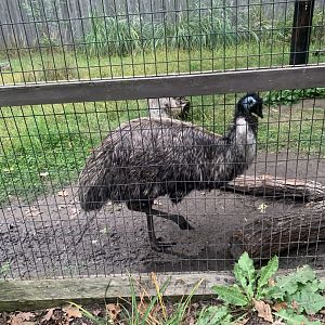 Oct. 2021- Emu