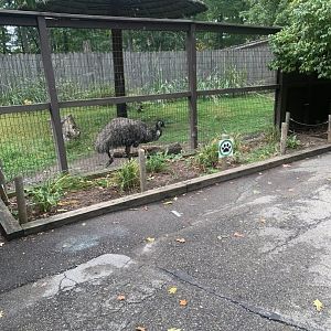 Oct. 2021- Emu viewing area