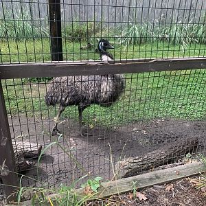Oct. 2021- Emu