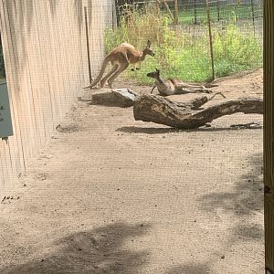Oct. 2021- Red kangaroo and Western grey kangaroo
