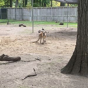 Oct. 2021- Red kangaroos