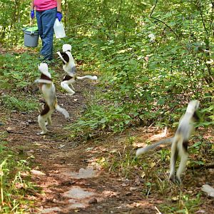 sifakas going to feeding