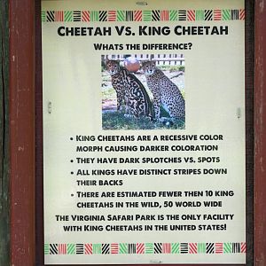 king cheetah sign