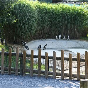 african penguin exhibit