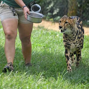 king cheetah being positioned for my photo