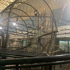 Oct. 2021- Trumpeter hornbill cage