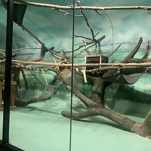 Oct. 2021- Indoor Ring-tailed lemur indoor exhibit