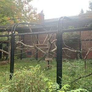 Oct. 2021- Ring-tailed lemur exhibit