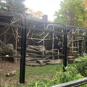 Oct. 2021- Black-headed spider monkey exhibit