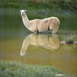 llama in lake