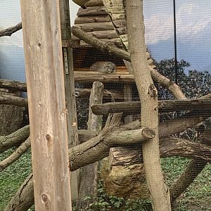 Oct. 2021- Pallas cat