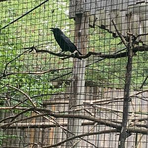 Oct. 2021- Common raven