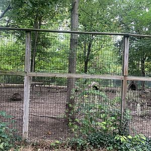 Oct. 2021- Grey wolf exhibit