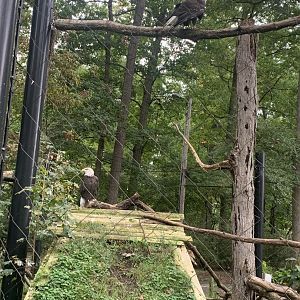 Oct. 2021- Bald eagles