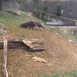 Oct. 2021- Giant anteater
