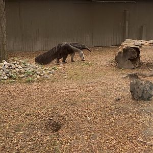 Oct. 2021- Giant anteater