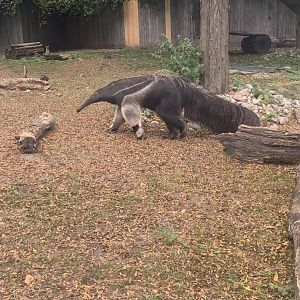 Oct. 2021- Giant anteater