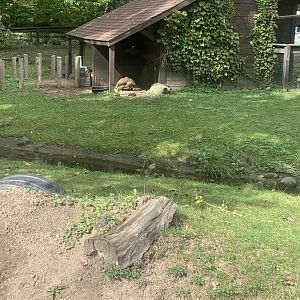 Oct. 2021- Sulcata tortoise