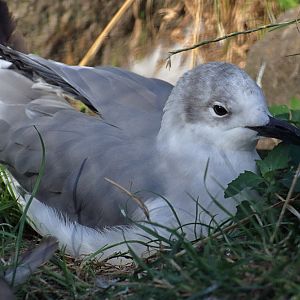 Seagull ID (Tierpark Berlin)