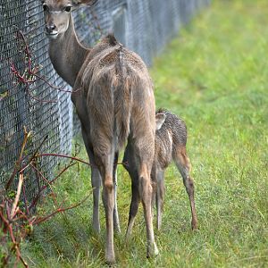 kudu nursing