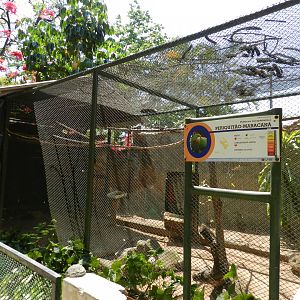 Parakeet exhibit - Campinas zoo (BDJ)