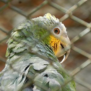 Orange-winged amazon - Campinas zoo (BDJ)
