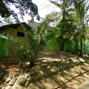 Peccari exhibit - Campinas zoo (BDJ)