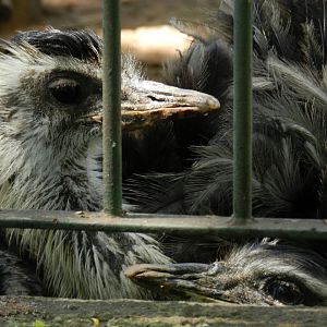 Greater rheas - Campinas zoo (BDJ)