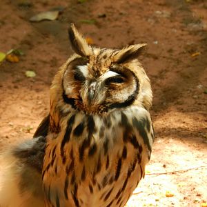 Striped owl - Campinas zoo (BDJ)