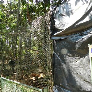 Hyacinth macaw exhibit - Campinas zoo (BDJ)