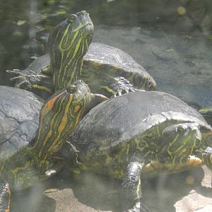 Sliders - Campinas zoo (BDJ)