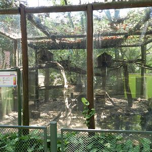 Tayra exhibit - Campinas zoo (BDJ)