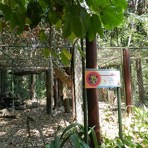Ocelot exhibit - Campinas zoo (BDJ)