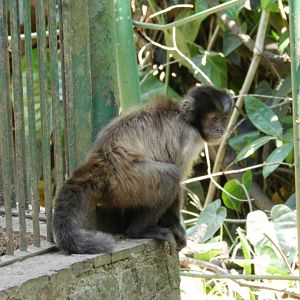 Wild capuchin monkey - Campinas zoo (BDJ)