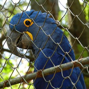 Hyacinth macaw - Campinas zoo (BDJ)