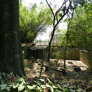 Crab-eating fox exhibit - Campinas zoo (BDJ)