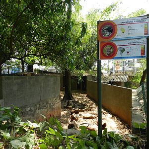 Giant anteater exhibit - Campinas zoo (BDJ)