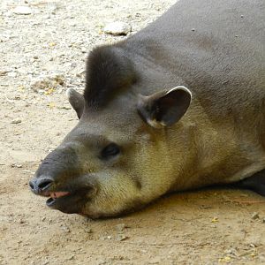 Tapir at rest - Campinas zoo (BDJ)