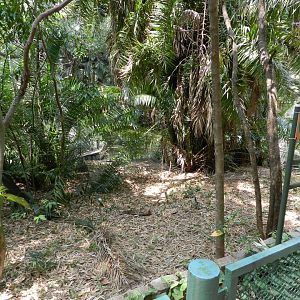 Caiman exhibit (land area) - Campinas zoo (BDJ)