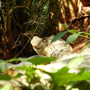 Broad-snouted caiman - Campinas zoo (BDJ)