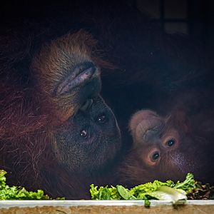 Orangutan Mother and Baby