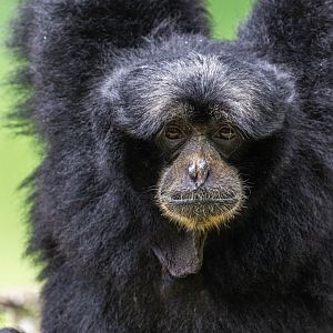 Siamang