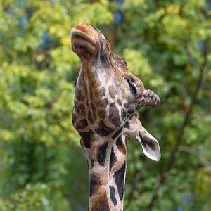 Rothschild's Giraffe