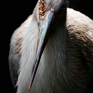 Maguari Stork