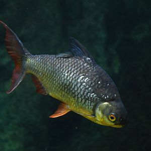 Barbonymus schwanenfeldii