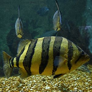 Datnioides microlepis