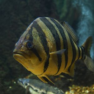 Datnioides microlepis