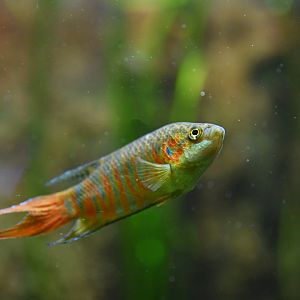 Macropodus ocellatus